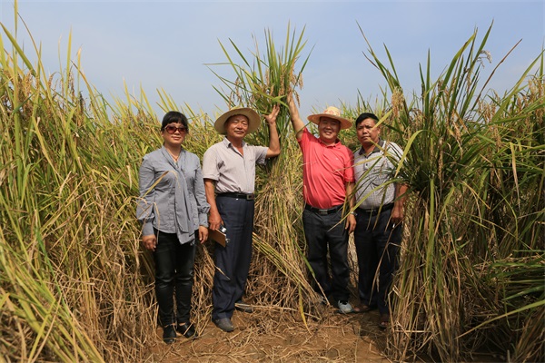 世界上株高最高的水稻——遮放贡米“毫秕”
